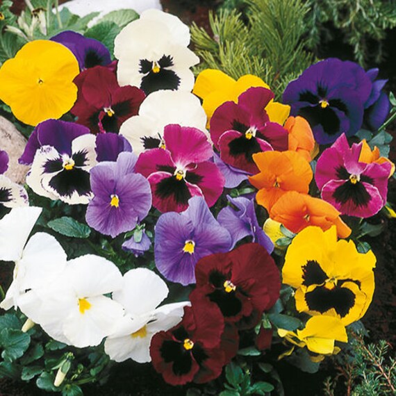 Winter Flowering Pansy Special Mixture Approx, 50 Seeds
