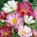see more listings in the Bedding Plant Seed section