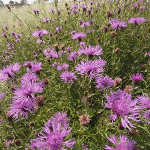 Common Knapweed, Centaurea nigra, approx, 200 seeds British Wild Flower image 2