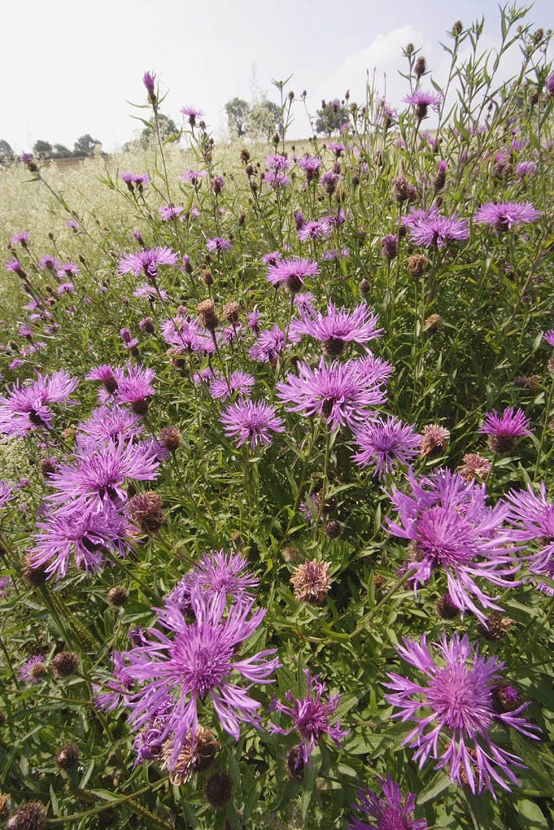 Common Knapweed, Centaurea nigra, approx, 200 seeds British Wild Flower image 2