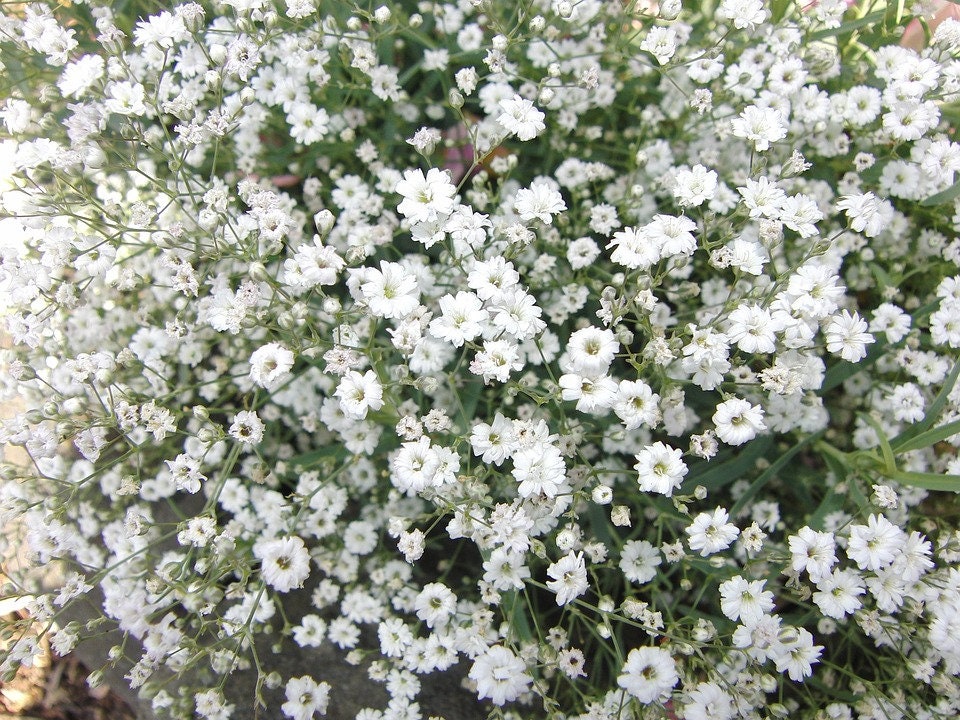 Gypsophila Elegans X100 Seeds Useful for Cut Flower Hardy Etsy UK