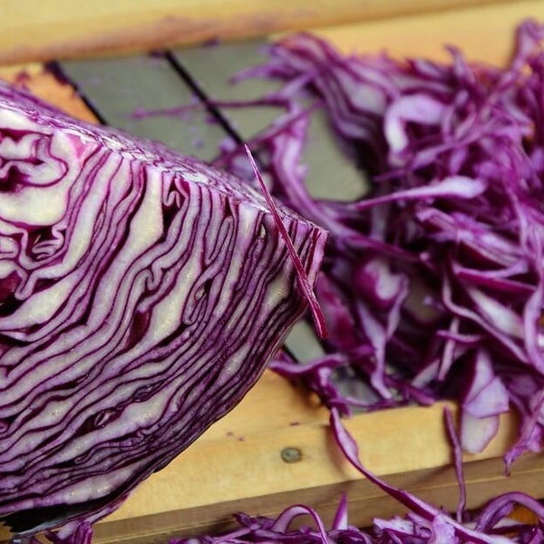 Cabbage Red Drumhead approx, x400 seeds, Veg Seed