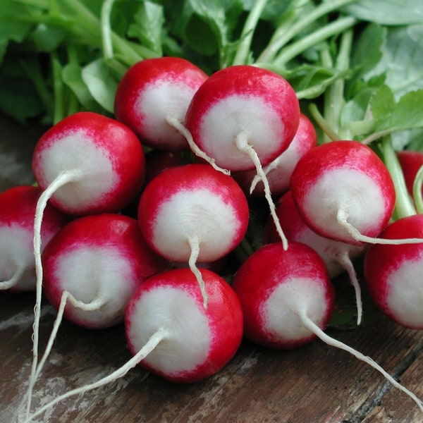 Radish Poloneza approx. 500  seeds, All year round Vegetable seed