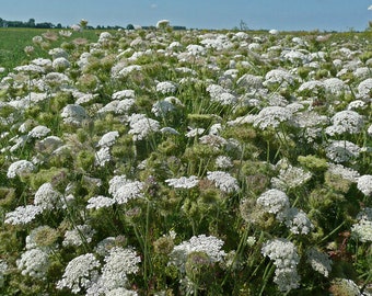 Wild Carrot approx. 100 Seeds, Daucus carota wild flower seed