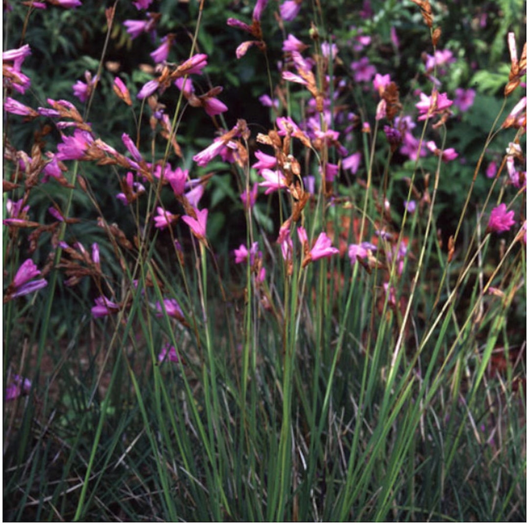 NEW Angel's Fishing Rod pink Rocket Seeds, Wand Flower, Dierama  Pulcherrimum DI4410 -  Canada