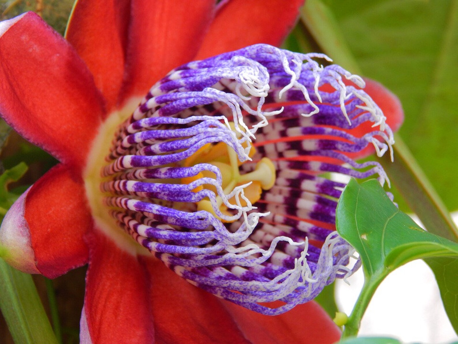 Passiflora Quadrangularis Passion Flower X 10 Seeds Climbing Etsy UK