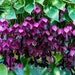 see more listings in the Bedding Plant Seed section