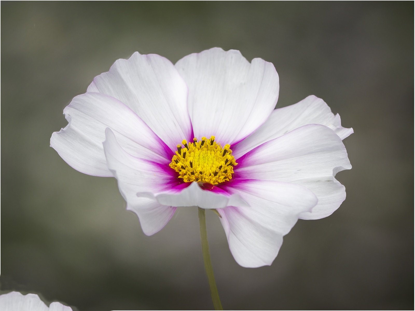 White Artificial Cosmo Daisy Flower - 37