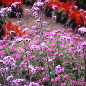 Verbena bonariensis approx. 100 seeds, Bedding - Perennial Plant