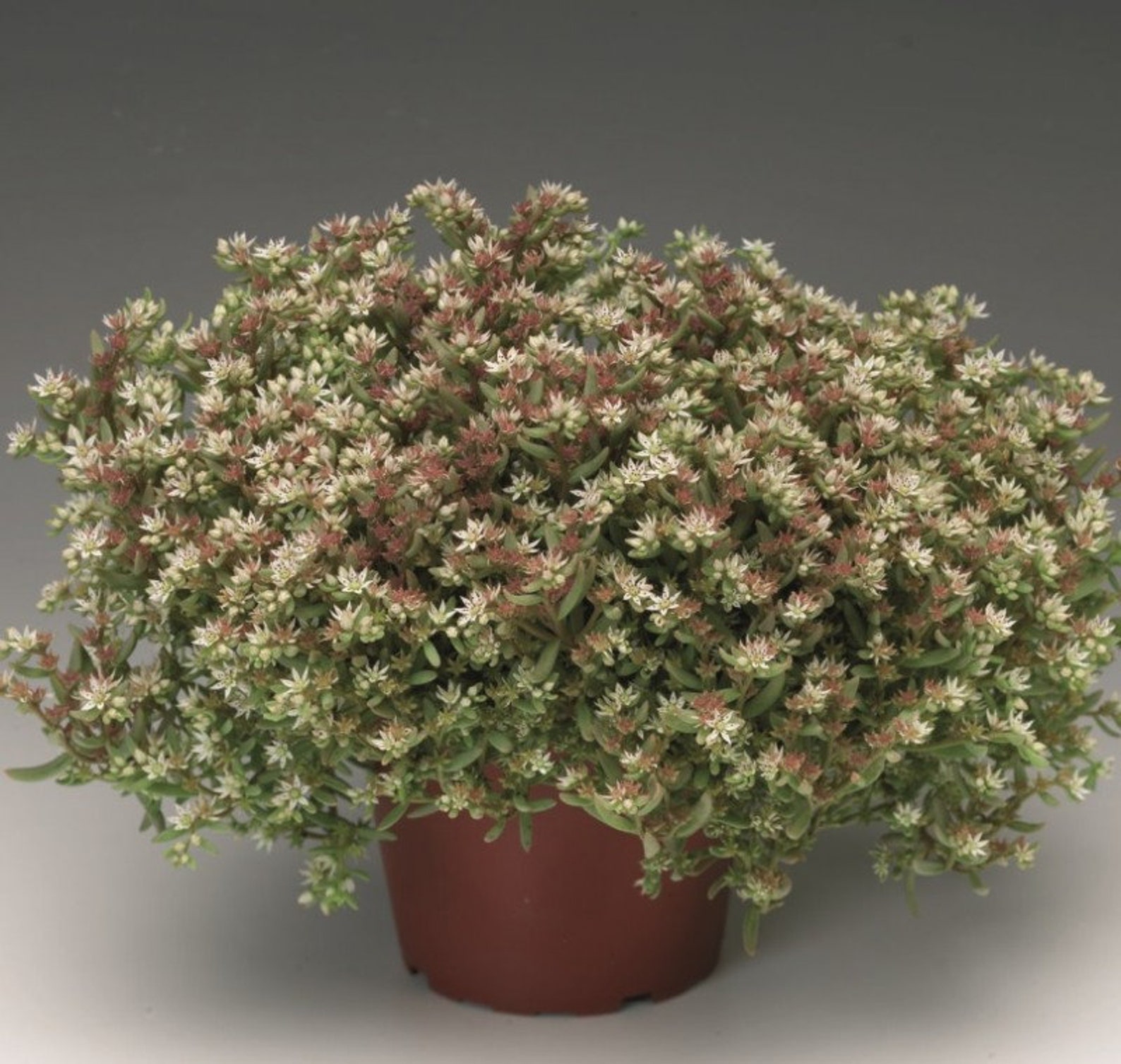 Sedum Silver Frost X 25 Seeds Hardy Perennial Fairy Flower Etsy