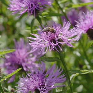 Common Knapweed, Centaurea nigra, approx, 200 seeds British Wild Flower image 1