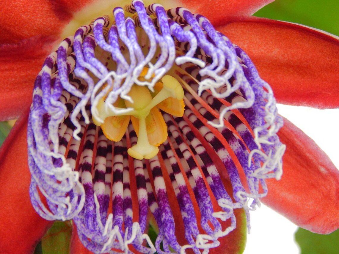 Passiflora Quadrangularis Passion Flower X 10 Seeds Climbing Etsy UK