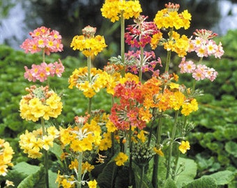 PRIMULA Candelabra mix, approx. 50 seeds Easy to grow primula