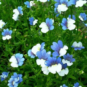 Nemesia Blue - White, approx. 200 seeds Bedding Plant, Fairy Flower Seed