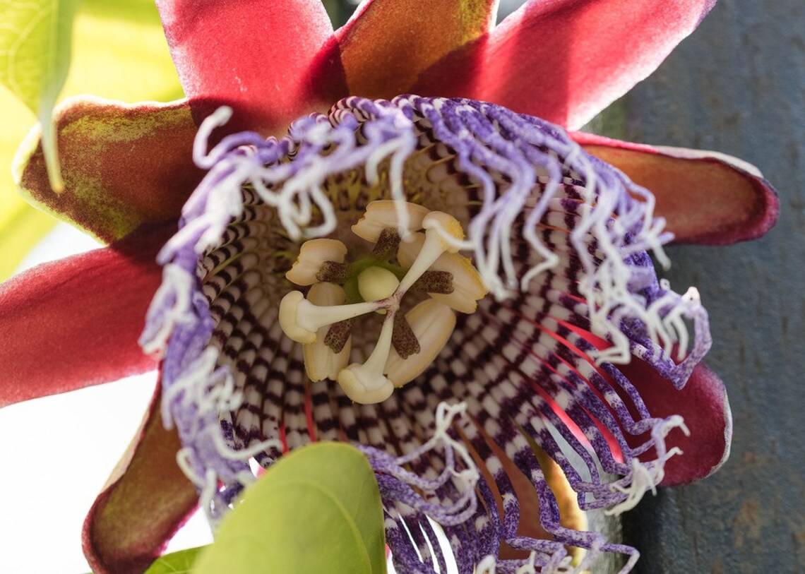 Passiflora Quadrangularis Passion Flower X 10 Seeds Climbing Etsy UK
