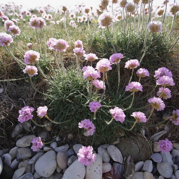 Armeria maritima Thrift approx, 100 seeds Wild Flower Seed