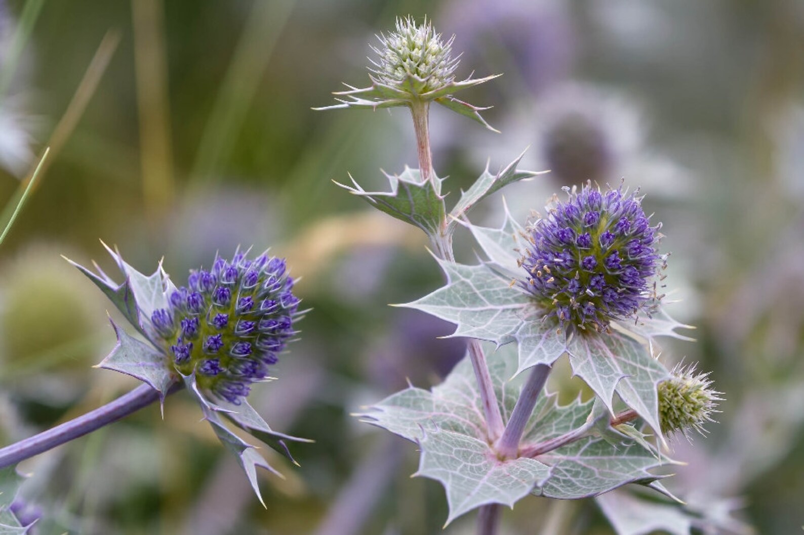 Seaholly Eryngium maritimum approx 20 seeds British Wild Etsy