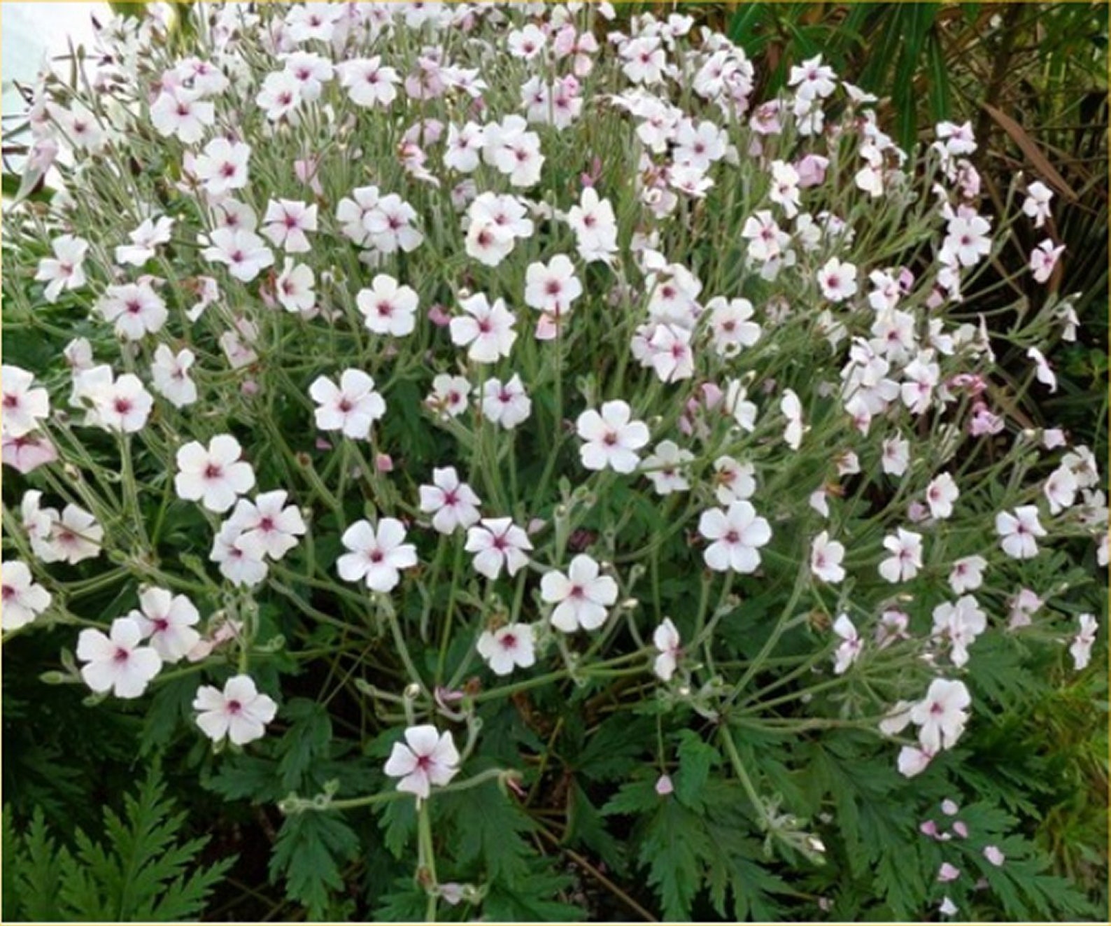 Geranium Maderense Guernsey White x10 Seeds Hardy Geranium Maderense Guernsey White x10 Seeds Hardy