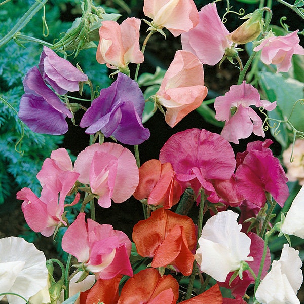 Sweet Pea Special Scented Mixed X25 Seeds a Selection of Etsy UK