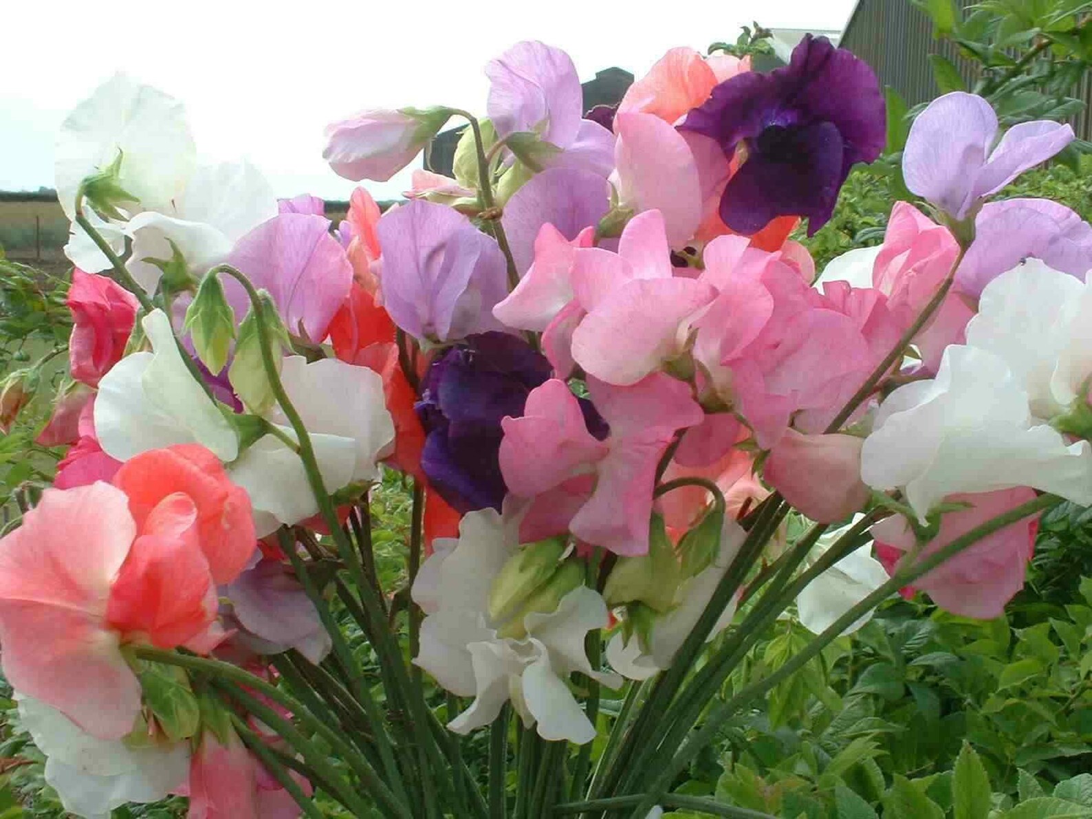 Sweet Pea Incense Mixed approx. 100 seeds the world's Etsy