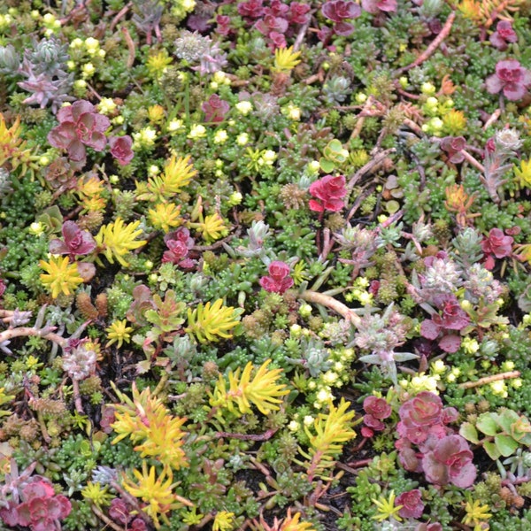 Sedum Species Mixed Approx. 100 Seeds, hardy Perennial, Fairy Flower Seeds