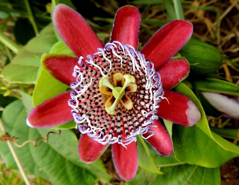Passiflora Quadrangularis Passion Flower X 10 Seeds Climbing Etsy UK