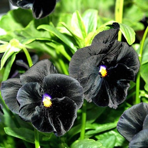 Pansy Clear Crystal Black x 50 seeds, Bedding Plant, Fairy Flower Seeds