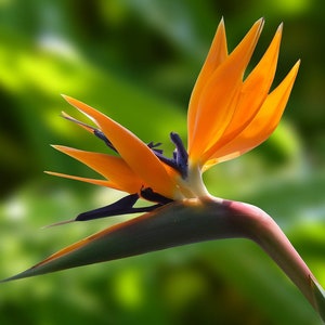 Strelitzia reginae The Bird of Paradise plant  x8 seeds