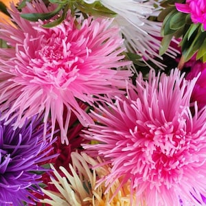 Aster Ostrich Plume mixed x 200 seeds, Summer Bedding Plants