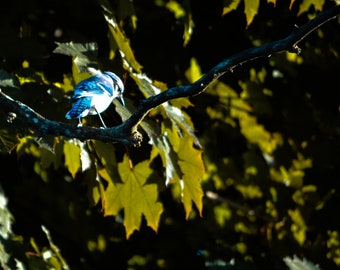 Royal Blue Jay