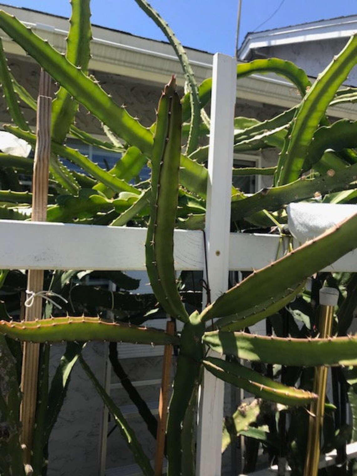 ULTRA RARE Black Afrikanis Dragon Fruit 10 Flesh Cutting Etsy UK