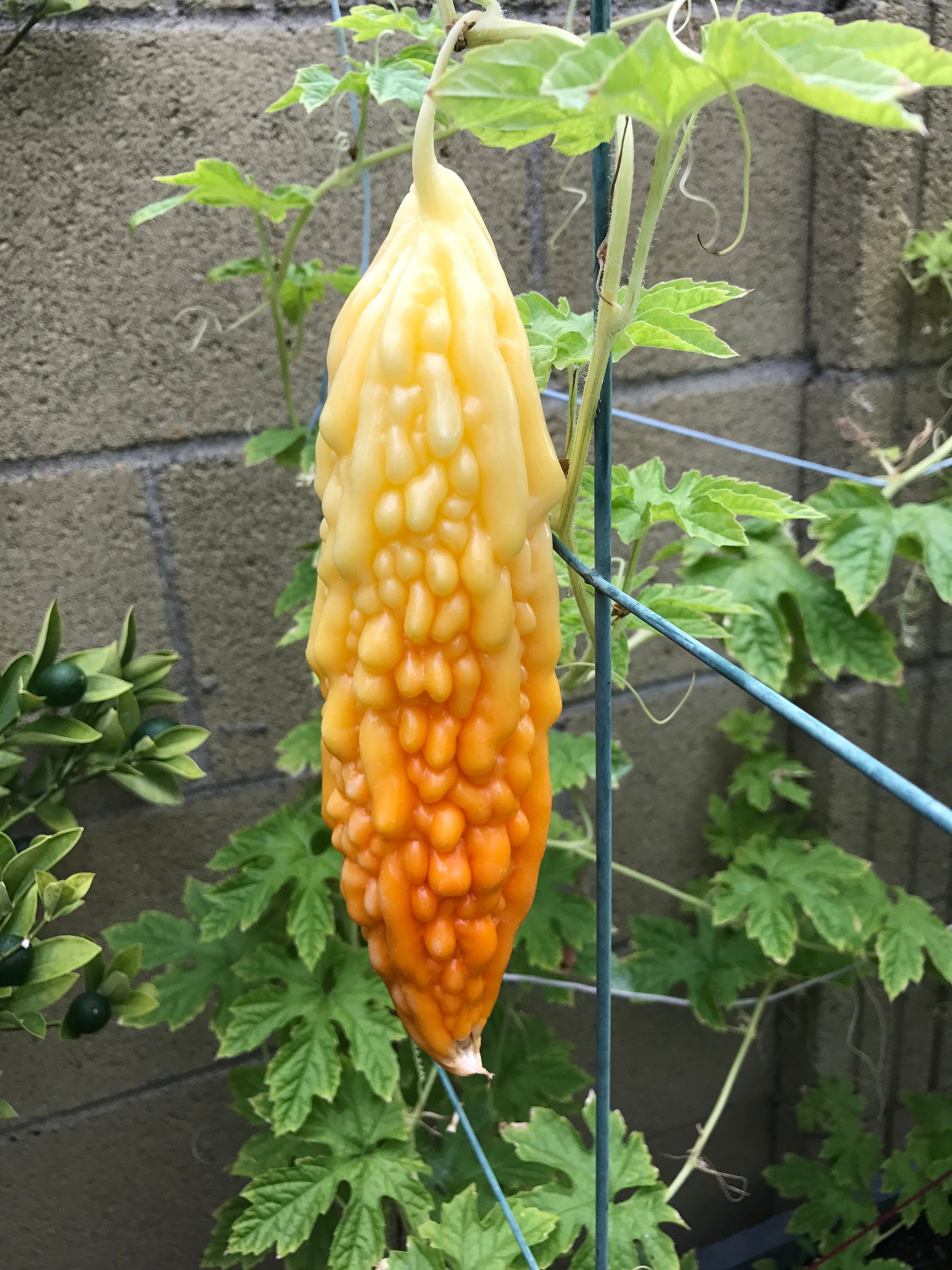 White Bitter Melon Gourd Seeds 11 Seeds Etsy