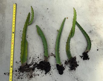 Special Sale Yellow Sweet Dragon Fruit Variety “PALORA”, Pitaya Selenicereus over 1.5- 2.0 Foot with Roots (1) pieces