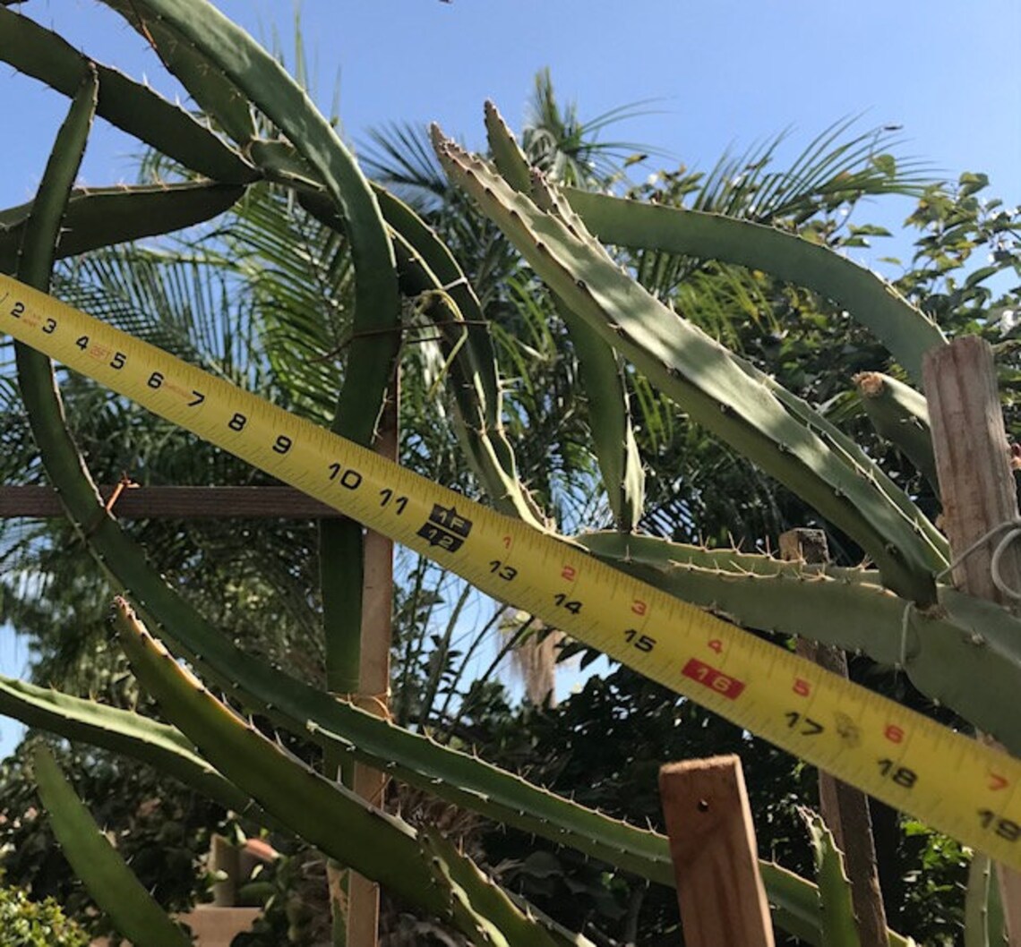 ULTRA RARE Black Afrikanis Dragon Fruit 12 Flesh Cutting Etsy UK