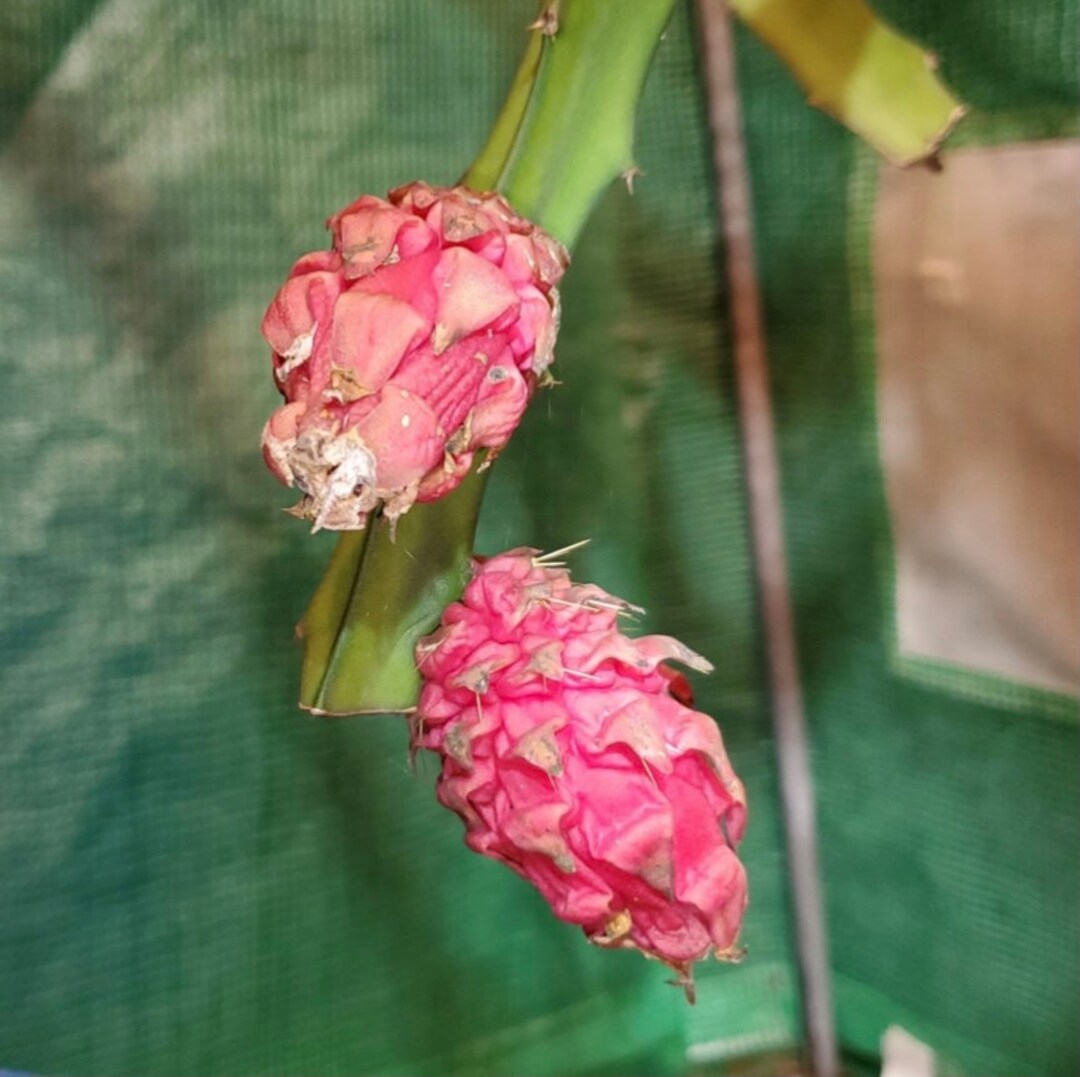 ULTRA RARE Desert King Dragon Fruit 2 Feet or 3 Feet Long 1 Flesh Cutting Etsy