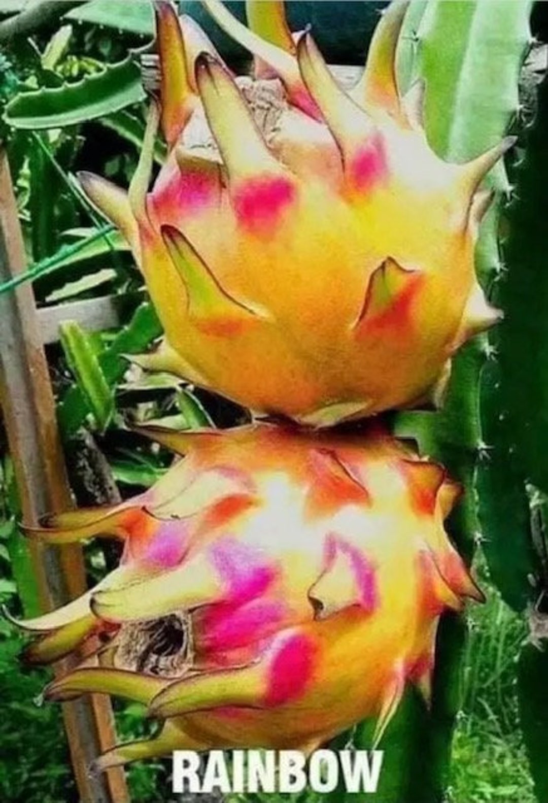 ULTRA RARE Rainbow Dragon Fruit 12