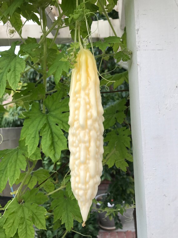 White Bitter Melon Gourd Seeds 11 Seeds Etsy Ireland