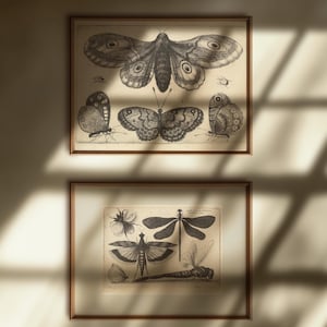 May include: Two framed vintage insect prints. The top print features a large moth and several butterflies. The bottom print showcases dragonflies and other insects. Both prints are in wooden frames and mounted on a light-coloured wall.