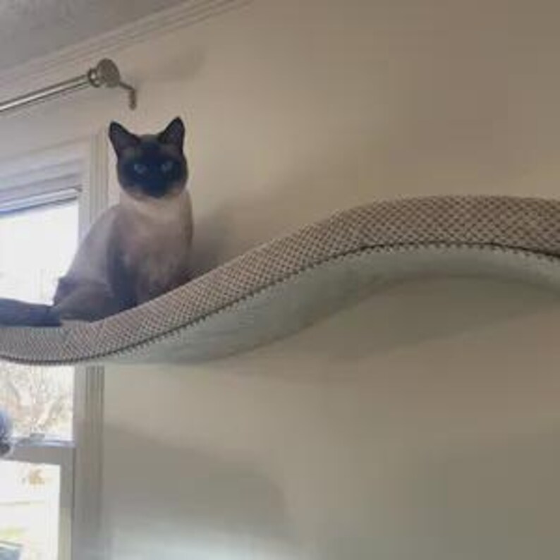May include: A Siamese cat with dark brown points and blue eyes sits on a long, curved, wall-mounted cat shelf. The shelf features a textured, light-colored fabric surface with a subtle grid pattern and a smooth, curved underside.