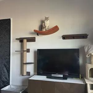 May include: A wall-mounted cat furniture set featuring a curved orange hammock, a vertical scratching post with multiple platforms, and a rectangular shelf. A tabby cat sits on the hammock above a black television screen on a cabinet.