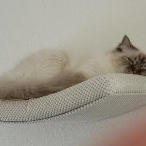 May include: A long-haired cat with cream and brown fur resting on a white, textured, rectangular wall-mounted shelf. The cat is positioned horizontally, with its head facing the right side, showing dark brown ears and facial markings.