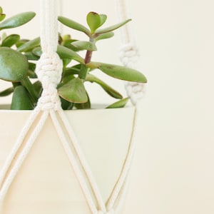 May include: A white macrame plant hanger with a white ceramic pot and a green succulent plant.