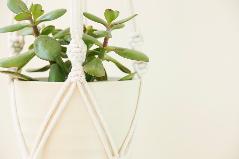 May include: A white macrame plant hanger with a white ceramic pot and a green succulent plant.