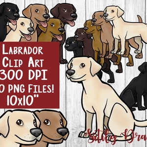 K&ouml;nnte beinhalten: Ein digitales Clipart-Set mit 30 Illustrationen von Labrador Retriever Hunden in verschiedenen Posen. Die Hunde sind in Schwarz, Gelb und Schokolade dargestellt. Die Illustrationen sind 10 Zoll mal 10 Zoll gro&szlig; und haben eine Aufl&ouml;sung von 300 DPI.