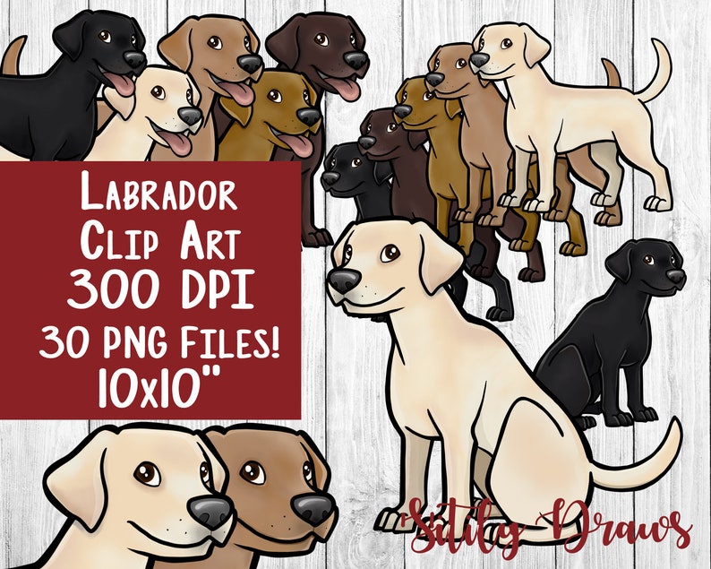 K&ouml;nnte beinhalten: Ein digitales Clipart-Set mit 30 Illustrationen von Labrador Retriever Hunden in verschiedenen Posen. Die Hunde sind in Schwarz, Gelb und Schokolade dargestellt. Die Illustrationen sind 10 Zoll mal 10 Zoll gro&szlig; und haben eine Aufl&ouml;sung von 300 DPI.