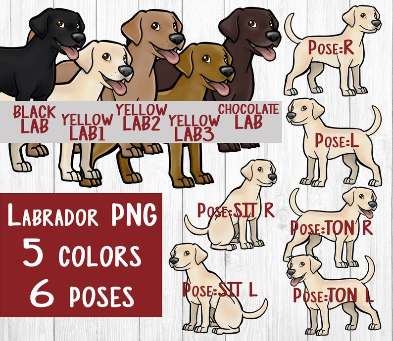 K&ouml;nnte beinhalten: Digitaler Clipart mit sechs Posen von Labrador Retriever Hunden in f&uuml;nf Farben: Schwarz, Gelb, Schokolade und zwei Gelb-T&ouml;nen. Die Posen umfassen Stehen, Sitzen und eine 'Ton'-Pose. Der Text 'POSE:R', 'POSE:L', 'POSE:SIT R', 'POSE:TON R', 'POSE:SIT L' und 'POSE:TON L' ist im Bild enthalten.