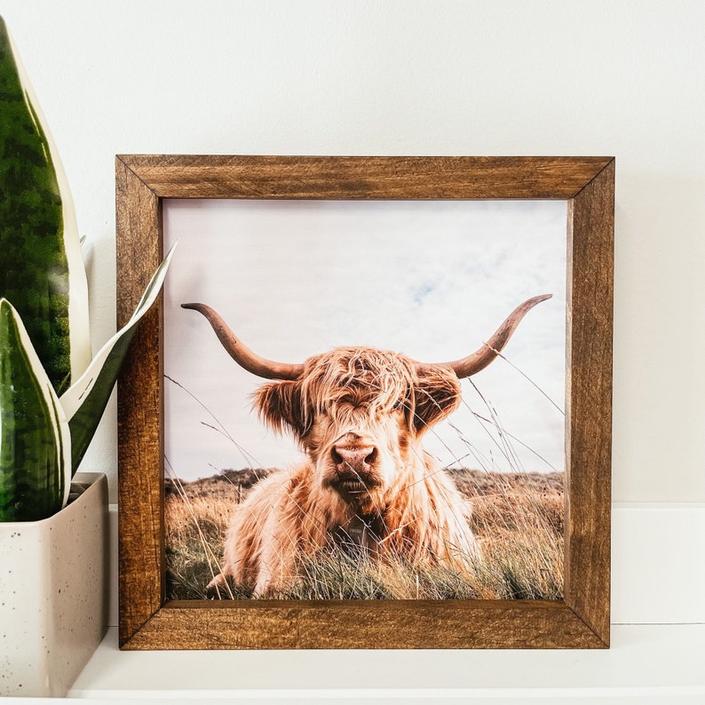 Puede incluir: Un marco de madera marr&oacute;n con una fotograf&iacute;a de una vaca Highland con pelo largo y peludo. La vaca est&aacute; mirando directamente a la c&aacute;mara con sus cuernos apuntando hacia afuera. El fondo es un campo de hierba verde.