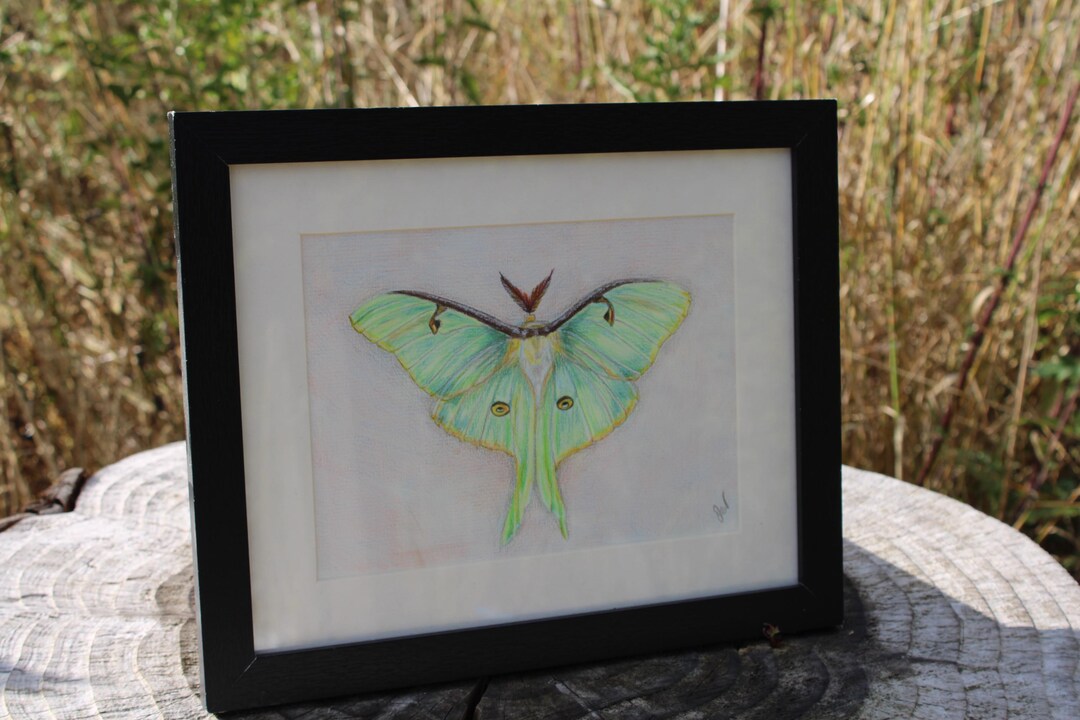 Original Artwork in Coloured Pencils of Luna Moth Bug Insect Drawing ...