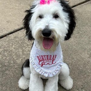 Gesticktes Hunde Geburtstagskind Bandana, Konfetti Design