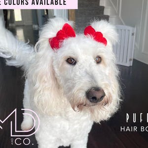 May include: A white dog with red velvet hair bows. The dog is wearing two bows, one on each ear. The dog is looking at the camera. The text "PUFFY HAIR BOWS" is in the lower right corner of the image.